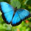 Zdjęcie z Nowej Kaledonii - Przepiekny niebieski Papilio montrouzieri
