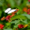 Zdjęcie z Nowej Kaledonii - Jeszcze inny motylek