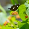Zdjęcie z Nowej Kaledonii - Jeszcze inny motylek