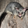 Zdjęcie z Australii - Possum na terenie naszego osrodka