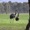 Zdjęcie z Australii - Emu przy drodze