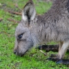 Zdjęcie z Australii - Kangurkowi deszcz nie psuje apetytu :)