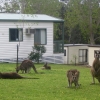 Zdjęcie z Australii - Kangury na terenie osrodka