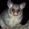 Zdjęcie z Australii - Possum na terenie naszego osrodka