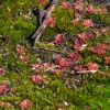 Zdjęcie z Australii - Owadozerne rosiczki