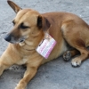 Zdjęcie z Kuby - psy w Hawanie są pod kuratelą; mają opiekunki , które je dokarmiają
