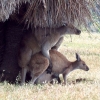 Zdjęcie z Australii - Ho hooo! Pierwszy raz widzimy kangurze bara bara :)