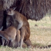 Zdjęcie z Australii - Bara bara. Co ciekawe-wyglada, ze kangurzyca ma malucha w torbie :)
