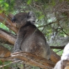 Zdjęcie z Australii - Koala w jednej z kilku miskowych zagrodek :)