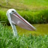 Zdjęcie z Australii - A kuku od pelikana :)