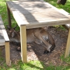 Zdjęcie z Australii - Ten kolega szukal cienia pod piknikowym stolem :)
