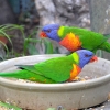 Zdjęcie z Australii - Karmik w ptasiej wolierze