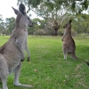 Zdjęcie z Australii - Kangurki sierotki