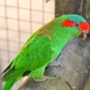 Zdjęcie z Australii - Lorysa pizmowa w ptasiej wolierze