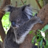 Zdjęcie z Australii - Biedny koala stracil w wypadku dwa paluchy :(