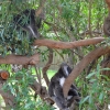 Zdjęcie z Australii - Jedna z kilku zagrodek z koalami