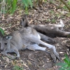 Zdjęcie z Australii - Kangurza sjesta