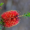 Zdjęcie z Australii - Flora