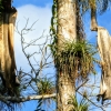Zdjęcie z Kuby - stare, zdrewniałe liście palmy - wykorzystuje się w suszarniach tytoniu 