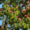 Zdjęcie z Kuby - jakieś drzewko sobie kwitnie...