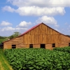 Zdjęcie z Kuby - na plantacjach stoją wielkie jak stodoły suszarnie liści tytoniu