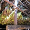 Zdjęcie z Kuby - te tytoniowe liście wiszą tu wszędzie