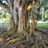 Zdjęcie z Kuby - Jagüey - to niesamowite drzewo, na Kubie  jest to drzewo "grzeszne"