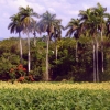 Zdjęcie z Kuby - palmy te rosną dosłownie wszędzie; 