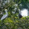 Zdjęcie z Kuby - całkiem spore ptactwo na drzewach 😊