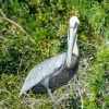Zdjęcie z Kuby - pelikany brunatne dobrze się czują w koronach drzew