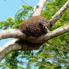 Zdjęcie z Kuby - termitiery "drzewiaste" 😊