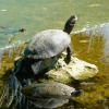 Zdjęcie z Kuby - żółwiki były - nie wiem tylko czy czasem nie jako pokarm dla innych (•‿•)