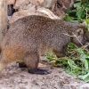 Zdjęcie z Kuby - hutja - śmieszny zwierzak ni to nutria ni szczurek, taki duży gryzoń