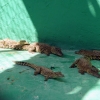 Zdjęcie z Kuby - krokodylowe przedszkolaki - prawdziwe maleństwa...