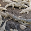 Zdjęcie z Kuby - zagroda dorosłych - rombifer - endemiczny gatunek kubańskiego krokodyla