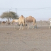 Zdjęcie z Omanu - Zagroda z wielbladami