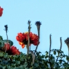 Zdjęcie z Kuby - piękne i wielkie kwiaty spatodei dzwonkowatej 