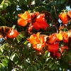 Zdjęcie z Kuby - afrykańskie tulipany - drzewo znane mi skąd...? 