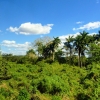 Zdjęcie z Kuby - jedziemy dalej przez kubańską dżunglę...