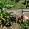 Zdjęcie z Tajlandii - Dojezdzamy do sloniowej farmy