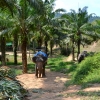 Zdjęcie z Tajlandii - Sloniowa farma