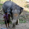 Zdjęcie z Tajlandii - Zapoznanie z naszym slonikiem - dwudziestoletnim Dodo