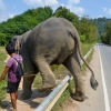 Zdjęcie z Tajlandii - Jak widac taka barierka to dla Dodo pikus :)