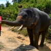 Zdjęcie z Tajlandii - Tankowanie slonia :)