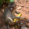 Zdjęcie z Tajlandii - Specjalnie dla malpekzaopatrzyliśmy sie w banany i dluga fasolke