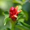Zdjęcie z Tajlandii - Tropikalna flora