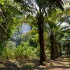 Zdjęcie z Tajlandii - Plantacja palm olejowych