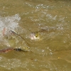 Zdjęcie z Tajlandii - Karmimy rybki