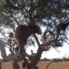 Zdjęcie z Maroka - marokańskie kozy