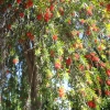 Zdjęcie z Maroka - i drzewo "szczoteczkowe"